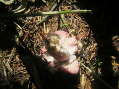 Russula sanguinea