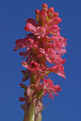 Satyrium hallackii ocellatum
