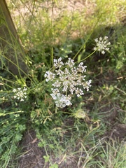 Daucus