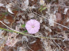 Convolvulus remotus