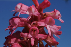 Satyrium hallackii ocellatum