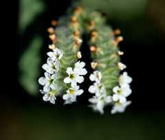 Heliotropium europaeum