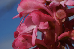 Satyrium hallackii ocellatum