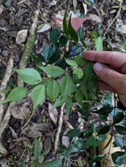 Syzygium luehmannii