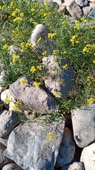 Rorippa