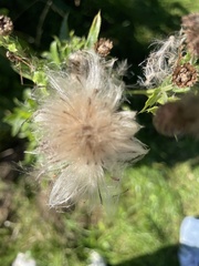 Cirsium oleraceum