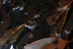 Limnonectes fujianensis