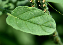 Heliotropium europaeum