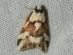 Thallarcha staurocola