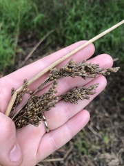 Juncus