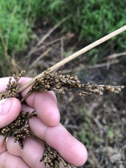 Juncus