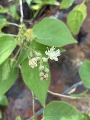 Croton ciliatoglandulifer