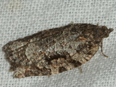 Thrincophora signigerana