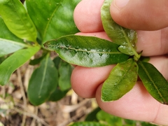 Coprosma macrocarpa