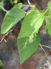 Croton ciliatoglandulifer