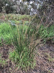 Juncus