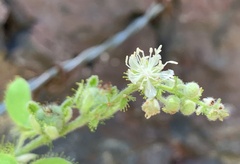 Croton ciliatoglandulifer