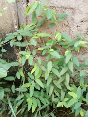 Aeschynomene americana