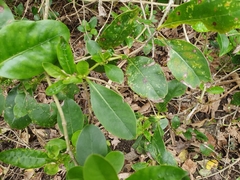 Coprosma macrocarpa