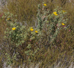 Berkheya spinosissima