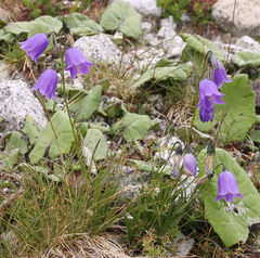 Campanula scheuchzeri