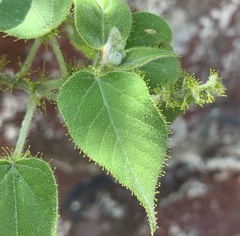 Croton ciliatoglandulifer