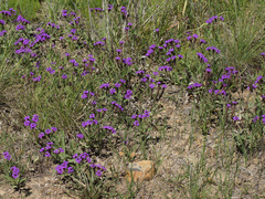 Verbena rigida