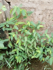 Aeschynomene americana