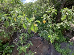 Croton ciliatoglandulifer