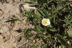 Hibiscus aethiopicus