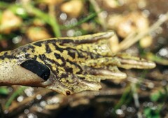 Pelobates cultripes