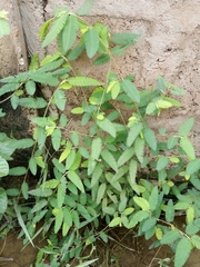 Aeschynomene americana