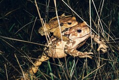 Bufo spinosus