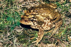 Bufo spinosus