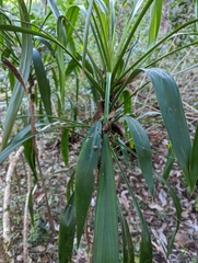 Cordyline