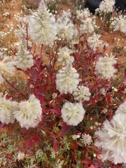 Ptilotus nobilis