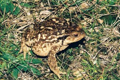 Bufo spinosus