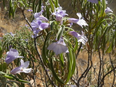 Eremophila freelingii