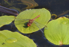 Diplacodes bipunctata