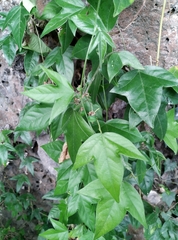 Passiflora suberosa
