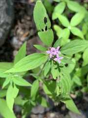 Crusea hispida