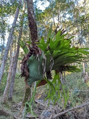 Platycerium superbum