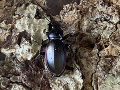 Carabus violaceus