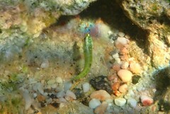 Thalassoma pavo