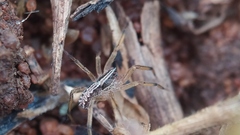 Lycosidae