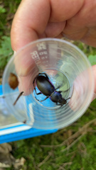 Carabus violaceus