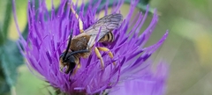 Halictus scabiosae