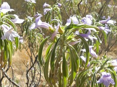 Eremophila freelingii