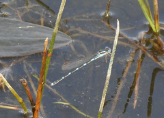 Austrolestes leda