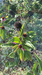 Echinacea purpurea